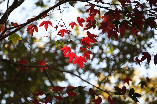 folha de bordo vermelho no outono
