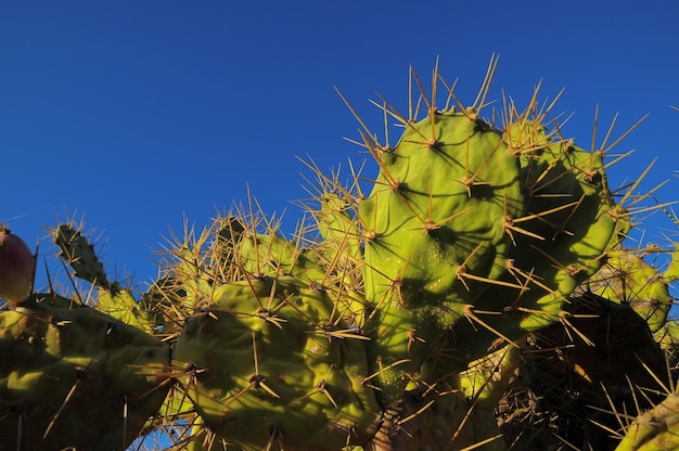 Folha de cacto verde pera espinhosa no deserto