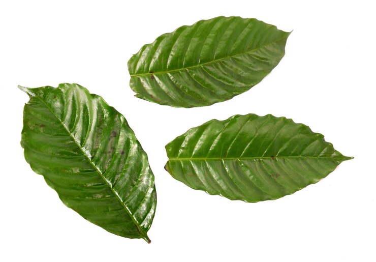 Folha de café isolada em um fundo branco