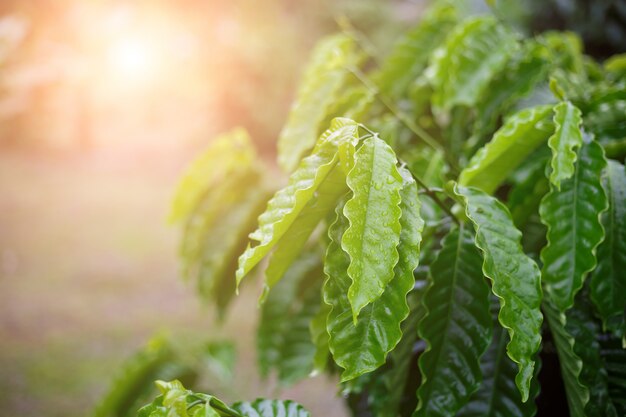 Folha de café robusta com gota de orvalho no jardim de café