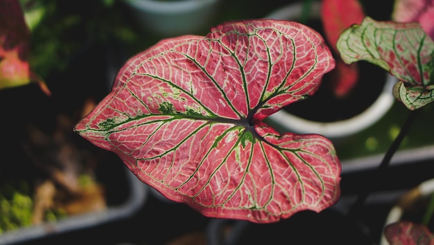 Folha de caládio tailandês com cores coloridas e belos padrões adornam o jardim