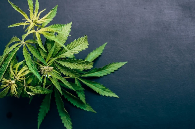Folha de cannabis de planta de cânhamo verde fresca em um fundo escuro Fundo floral com texto de design de publicidade de lugar