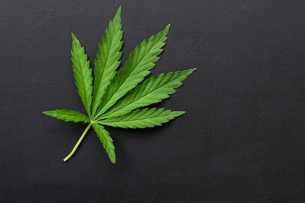 Folha de cannabis de planta de cânhamo verde fresco em fundo escuro Fundo floral com texto de design de publicidade de lugar