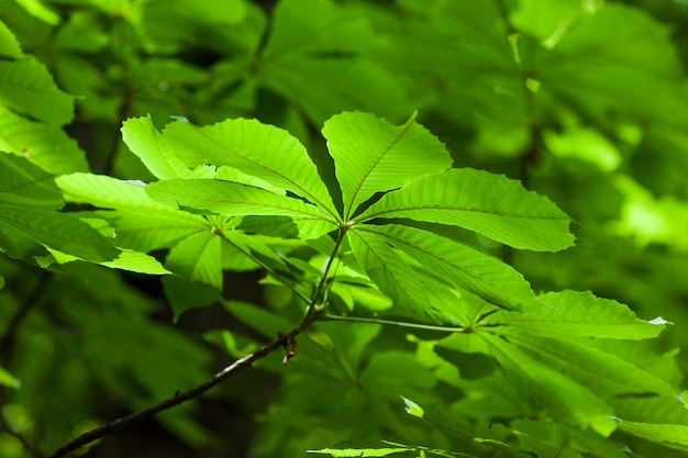 Folha de castanheiro verde fresco fundo desfocado dapth raso do efeito de campo