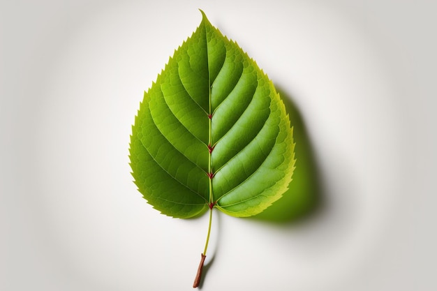 Folha de cerejeira solitária Folhas de cerejeira em um fundo branco Folha plana de frutas verdes deixa todo o campo de visão