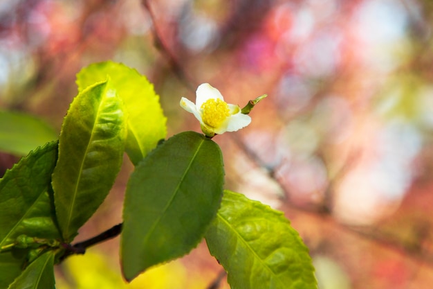 Folha de chá e flor branca na plantação de chá. flor de chá no tronco. flor de chá branco linda e fresca em uma filial na china