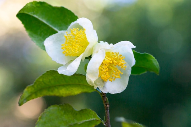 Folha de chá e flor branca na plantação de chá flor de chá no tronco lindo e fresco flo de chá branco