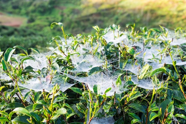 Folha de chá lança orvalho de teia de aranha em fazenda