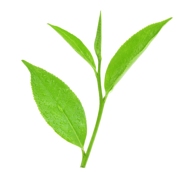 Folha de chá verde com gotas de água no fundo branco.