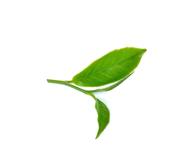 Folha de chá verde fresco na parede branca