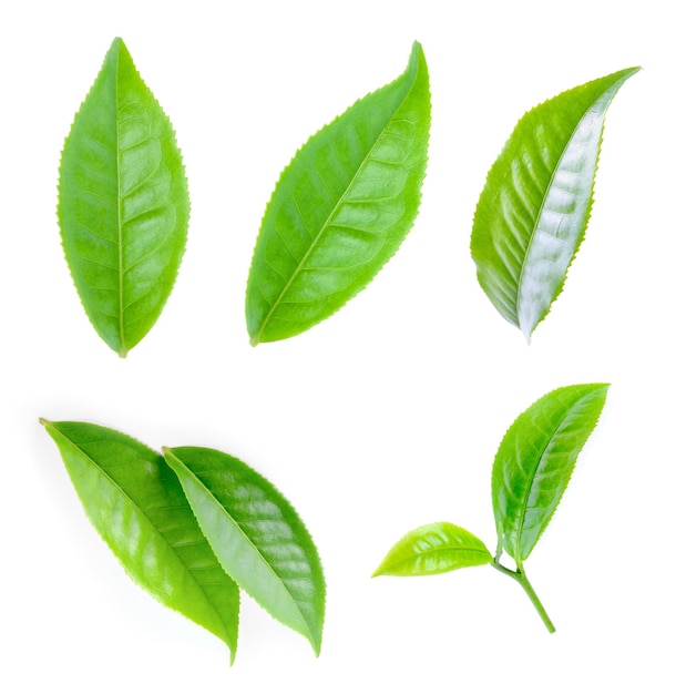 Folha de chá verde isolada em fundo branco