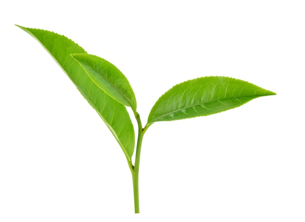 Foto folha de chá verde isolada em fundo branco