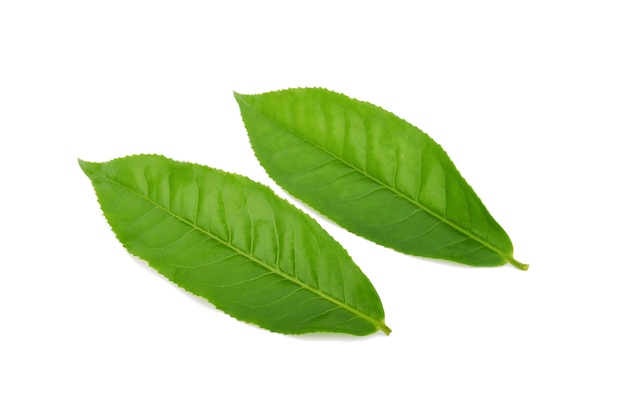 Folha de chá verde isolada na superfície branca