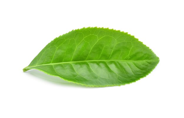 Folha de chá verde isolada no branco