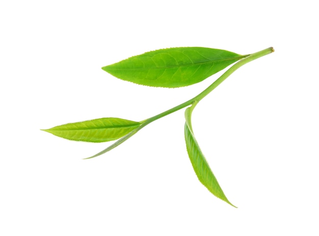 Folha de chá verde isolada no fundo branco