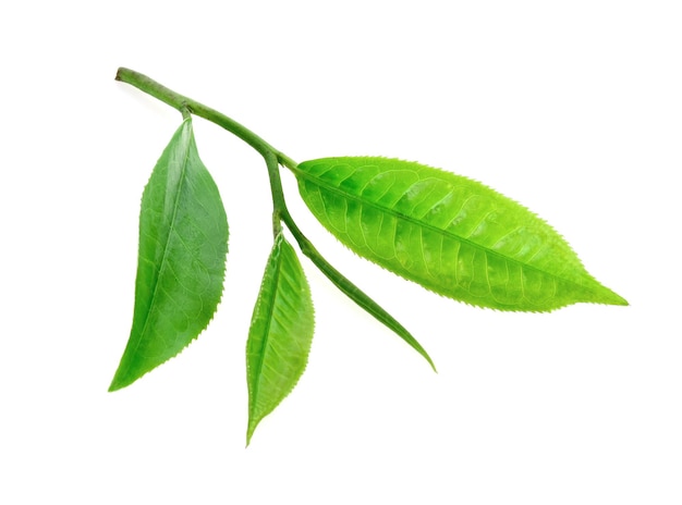Foto folha de chá verde isolada no fundo branco