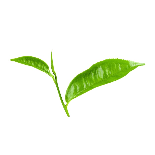 Folha de chá verde isolada sobre o branco