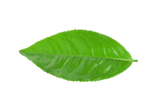 Folha de chá verde isolada