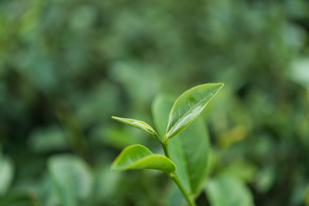 Folha de chá verde na fazenda de manhã
