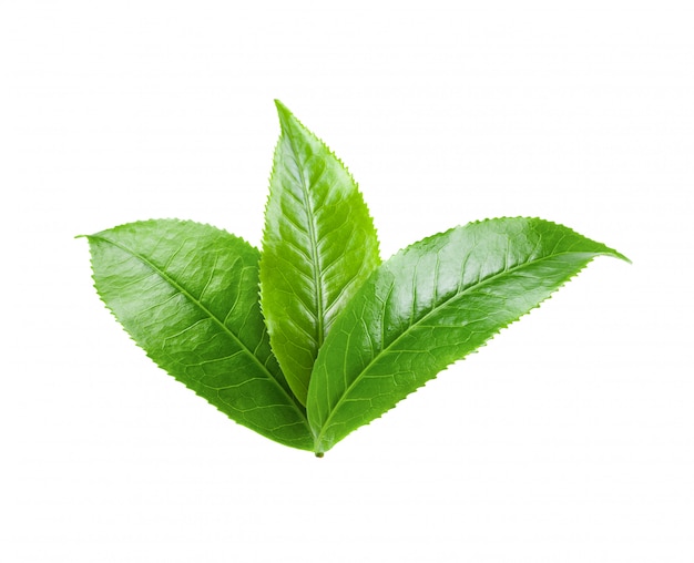 Folha de chá verde no branco