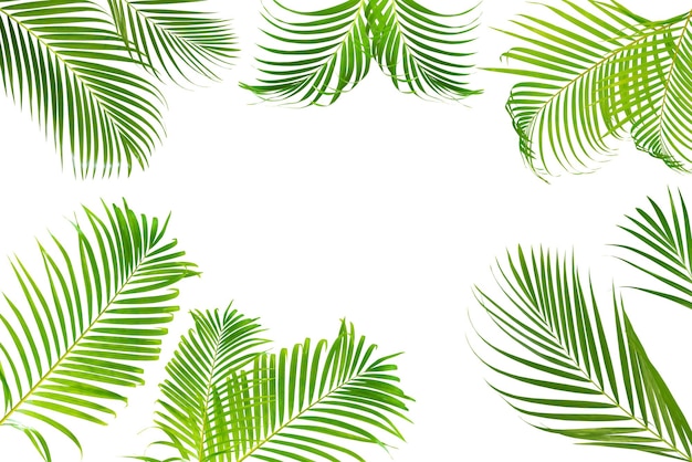 Foto folha de coco tropical isolada no fundo branco fundo do verão