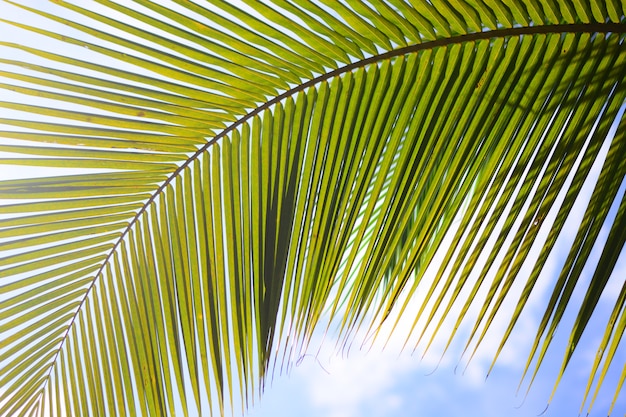 folha de coco verde com fundo do céu