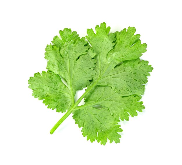 folha de coentro ou cilantro isolado em fundo branco padrão de folhas verdes