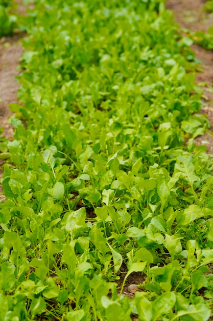 Folha de espinafre no campo de agricultura.