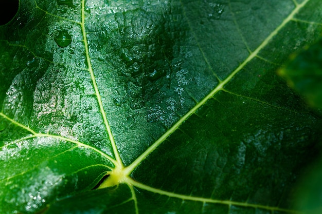 Folha de figo em close-up