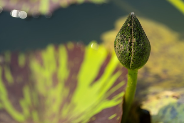 Folha de flor de lótus. fechar-se