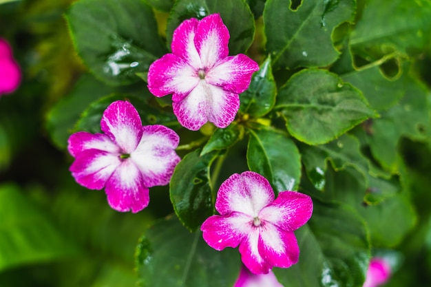 Folha de flor e folha de jasmim de pimenta de Caiena