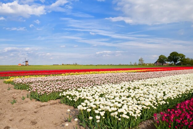 Folha de fundo da flor de tulipa