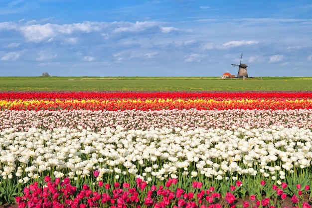 Foto folha de fundo da flor de tulipa