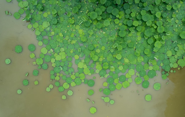 Folha de fundo de folha de lótus verde