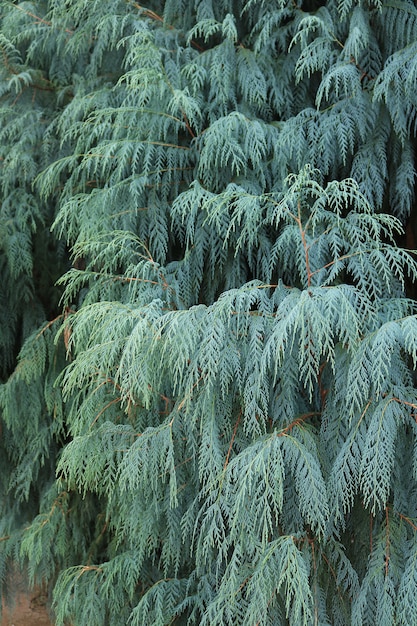 Folha de fundo juniperus chinensis