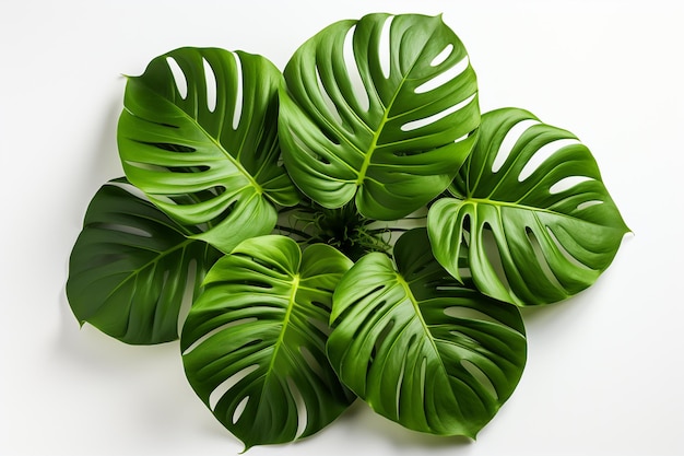 Folha de fundo planta monstera natureza palmeira verde tropical textura folhagem isolada