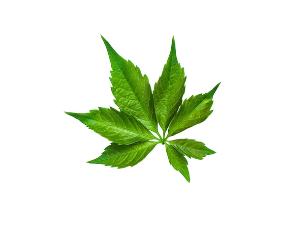 Folha de galho verde isolada em fundo branco Corte o ramo de folhagem
