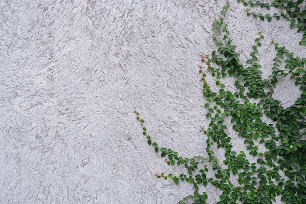 Folha de hera isolada no fundo da parede de cimento