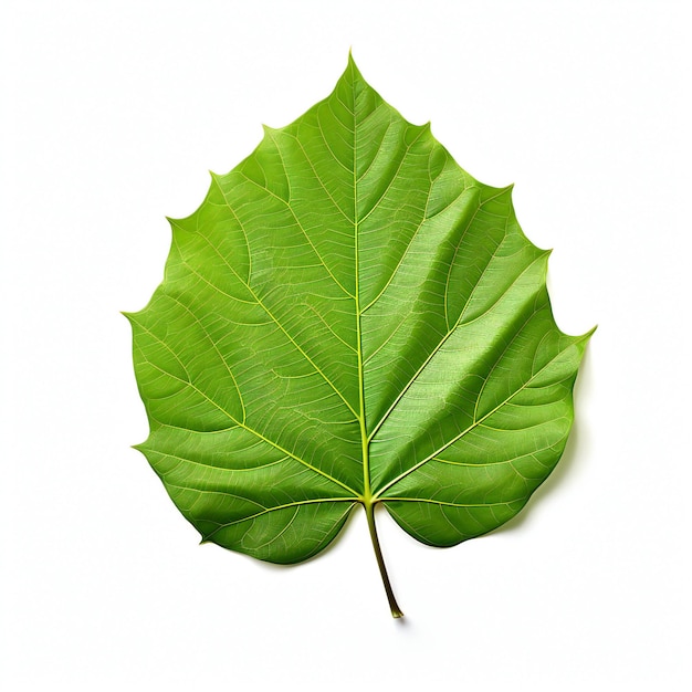 Folha de hibisco isolada em fundo branco