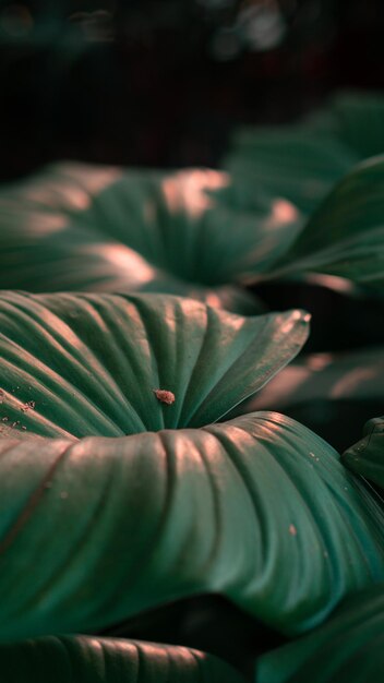 Folha de Homalomena de fundo de natureza