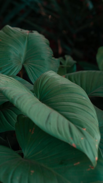 Folha de Homalomena de fundo de natureza