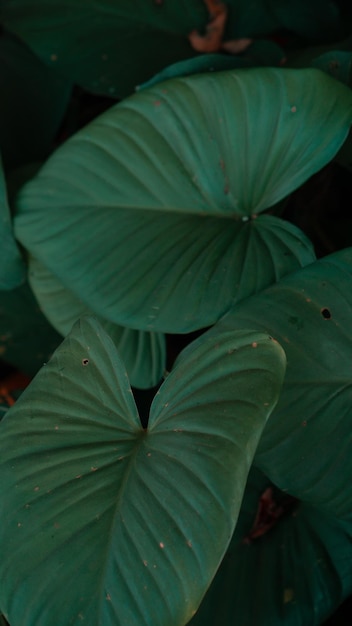 Folha de Homalomena de fundo de natureza