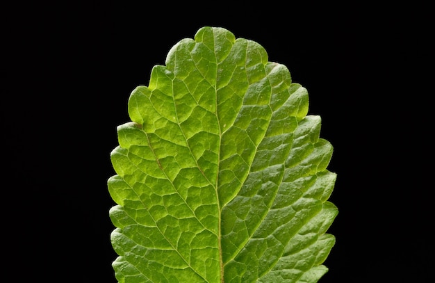 Folha de hortelã fresca verde, tempero perfumado