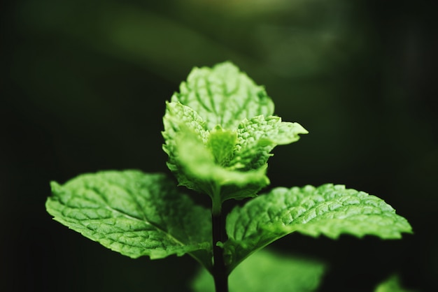 Folha de hortelã no jardim Hortelã fresca folhas em uma natureza verde ervas ou legumes