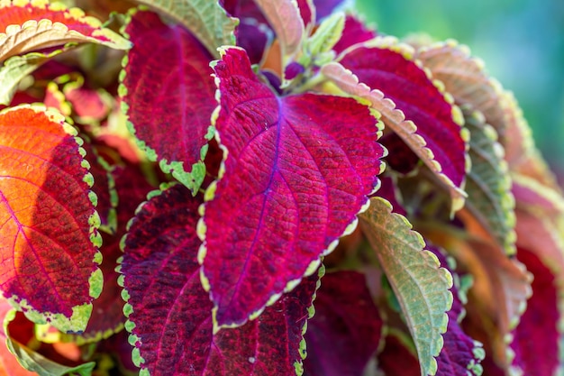 Folha de laranja brilhante da planta Coleus em uma fotografia macro de dia ensolarado de verão