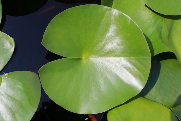 Folha de lótus verde na lagoa.