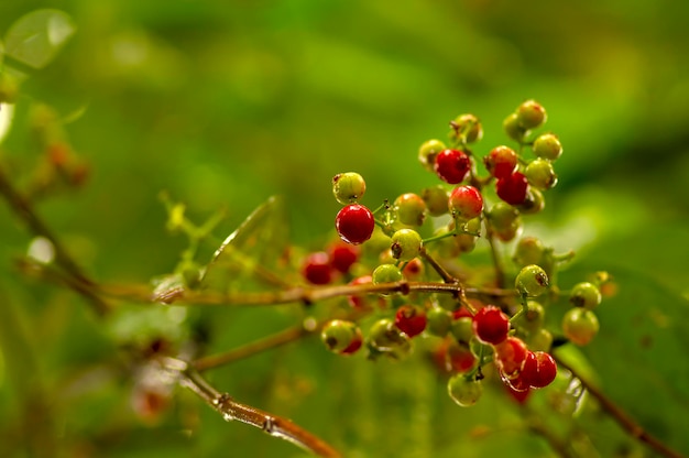 Folha de louro indonésio ou frutas daun salam Syzygium polyanthum em foco raso