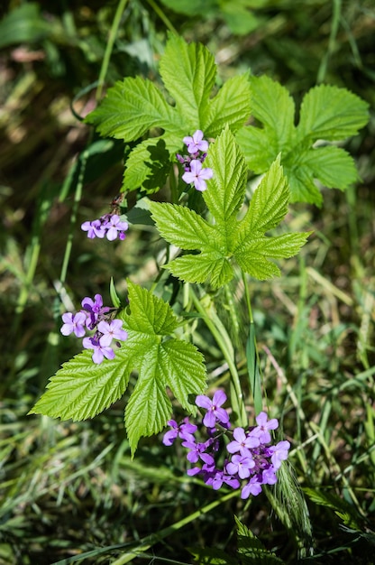 Foto folha de lúpulo e flores silvestres