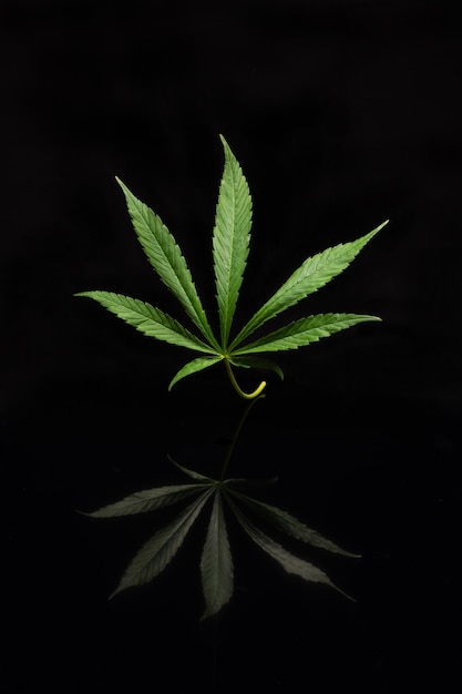 Folha de maconha verde sobre fundo preto com reflexo na parte inferior A crescente cannabis medicinal