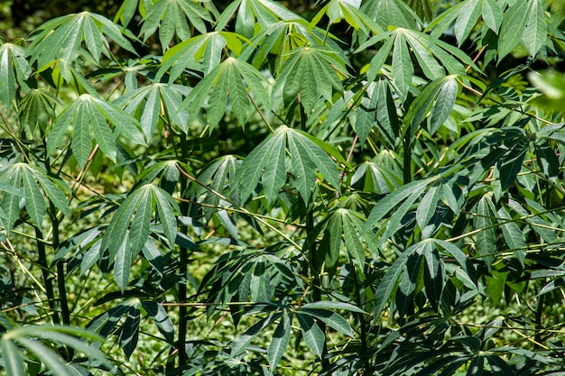 Folha de mandioca, também chamada de mandioca, mandioca, balinghoy, mogo, mandioca, kamoteng kahoy, tapioca e raiz de mandioca, um arbusto lenhoso da família Euphorbiaceae nativa da América do Sul.